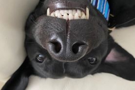 International Dog Day