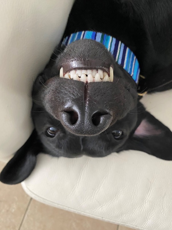 Dog